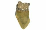 Partial, Fossil Megalodon Tooth - North Carolina #368080-1